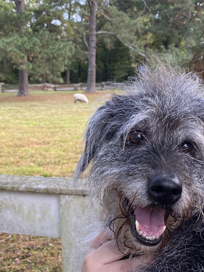 The Day My Dog Saw Her First Sheep
