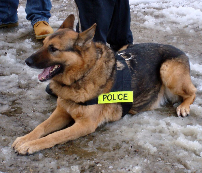 Video Captures The Tiniest Police Pup Doing Rounds Around An Airport, Amasses 9M Views