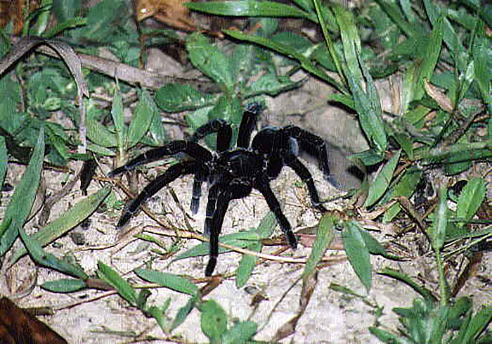 Large black spider on sandy ground surrounded by grass, illustrating some of the most inedible foods according to adventurous eaters.