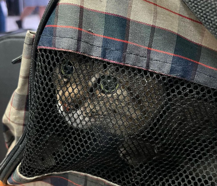 Stepan, el famoso gato ucraniano, huyó junto a su familia y encontró refugio en Francia