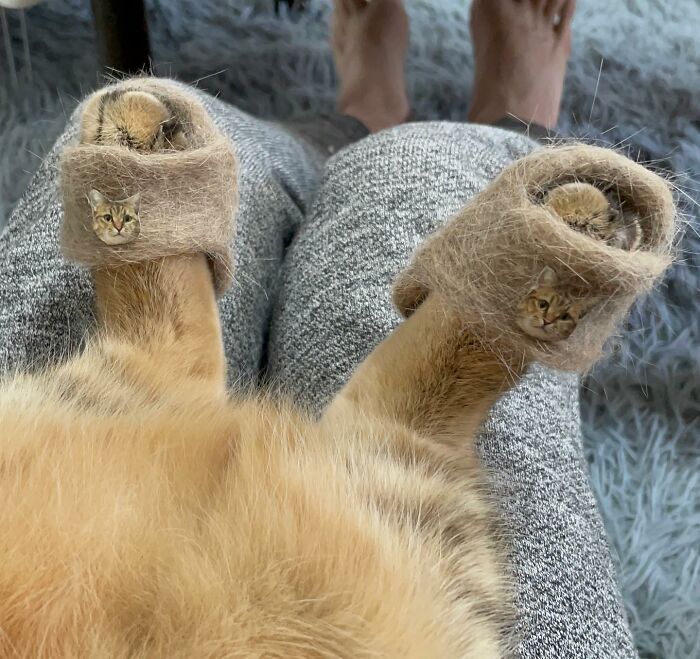 Se vuelve viral este gato con pantuflas hechas de su propio pelaje