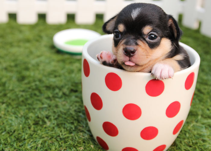 Homophobic Owner Abandons &lsquo;Gay&rsquo; Puppy Who Later Gets Taken In By Gay Couple