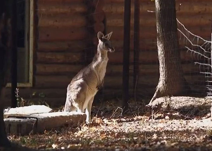 Man Drives 10 Kangaroos To Safety With His Van From A Zoo In Kharkiv That Suffered An Attack Man Drives 10 Kangaroos To Safety With His Van From A Zoo In Kharkiv That Suffered An Attack
