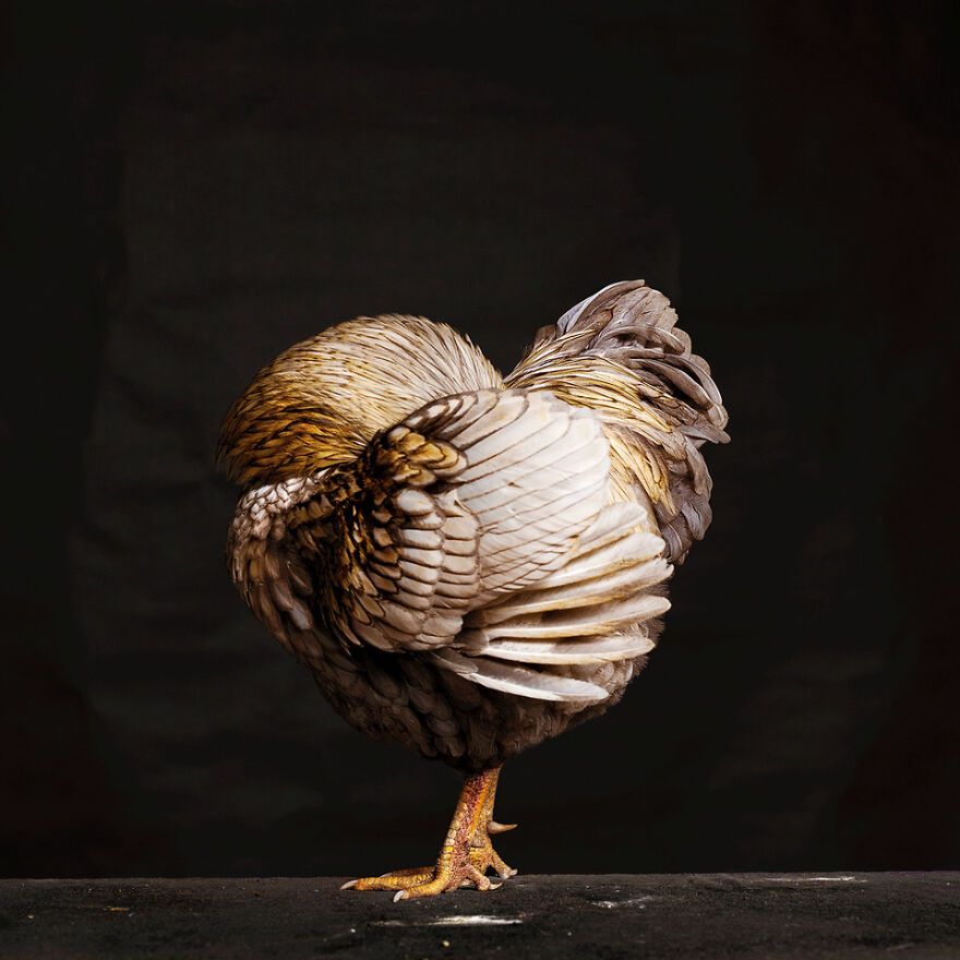 This Photographer Turns Roosters And Hens Into Professional Models (15 Pics)