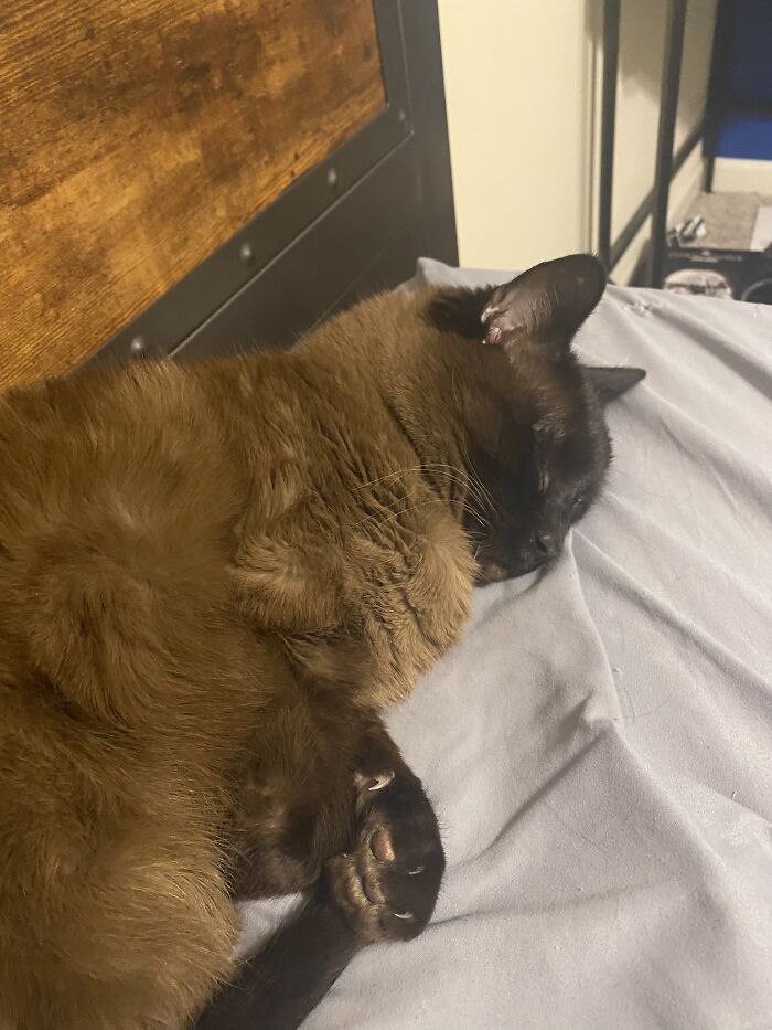 Snickers The Cat, Picture 2, Electric Boogaloo.