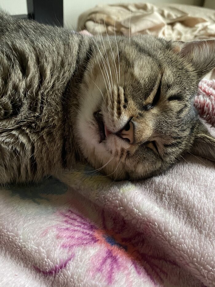 Romeo On His Many Naps.