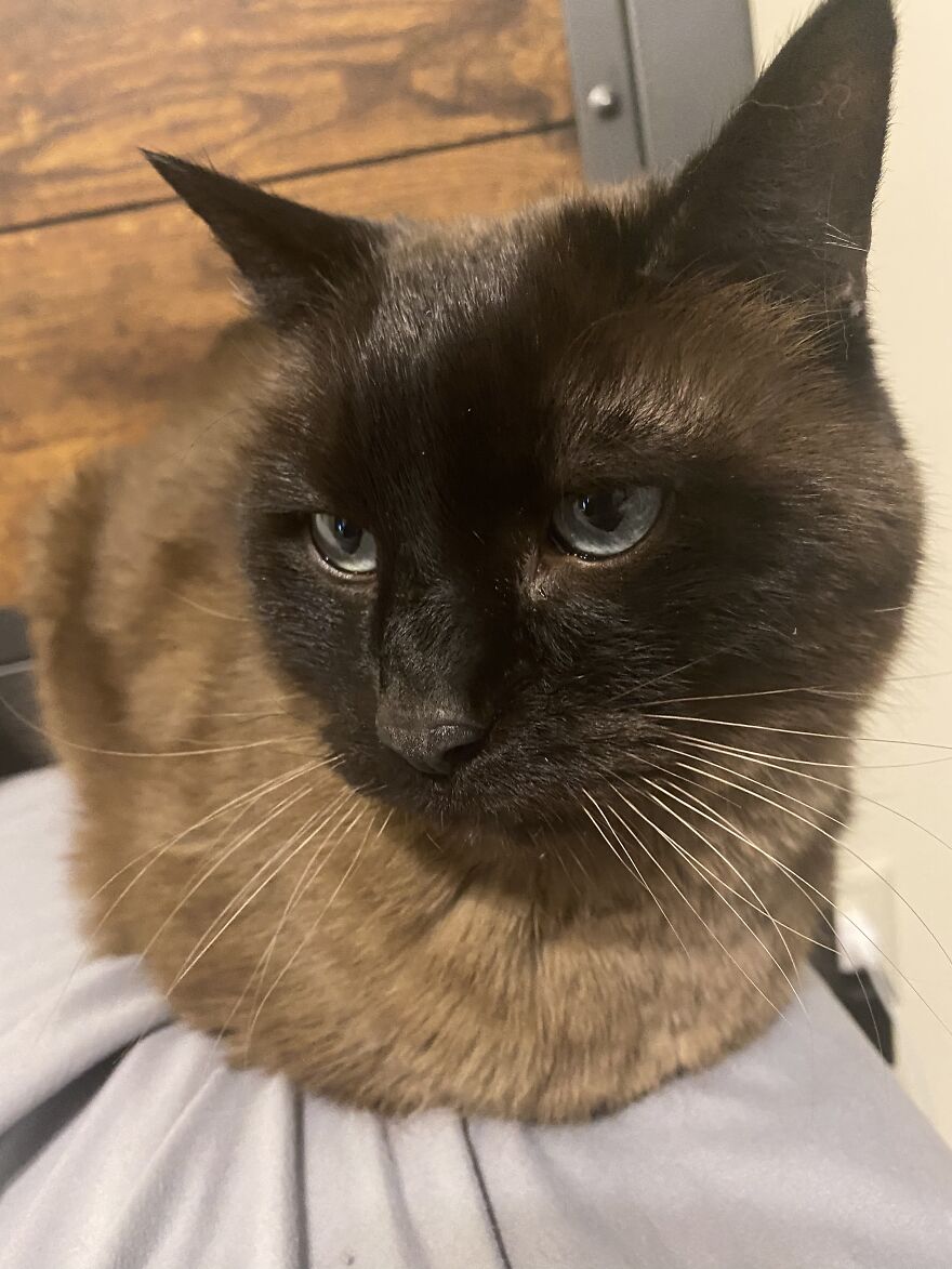 Here Are Some Pictures Of My Cats. Incase You Are Having A Bad Day.