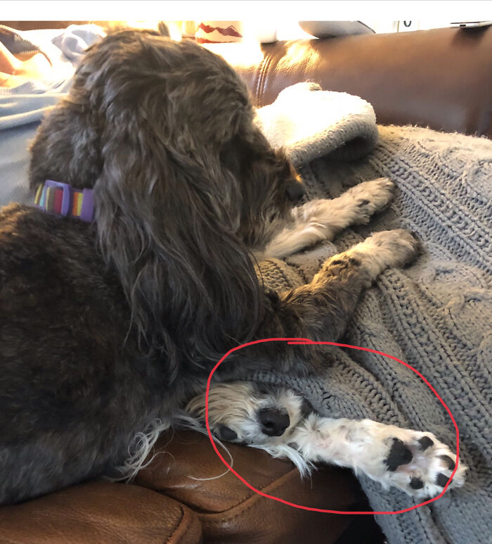 This Is My Derp Doggo Sitting On My Other Derp Doggo. What A Loving Relationship