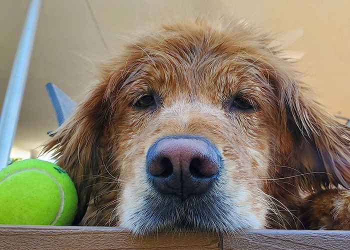 Bookstore Becomes More Magical When Golden Retriever Is Appointed As Manager