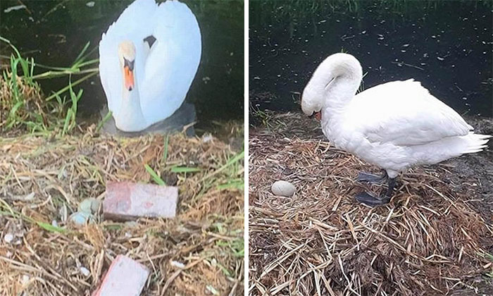 Un cisne “murió de tristeza” luego de que unos adolescentes destrozaran su nido y huevos
