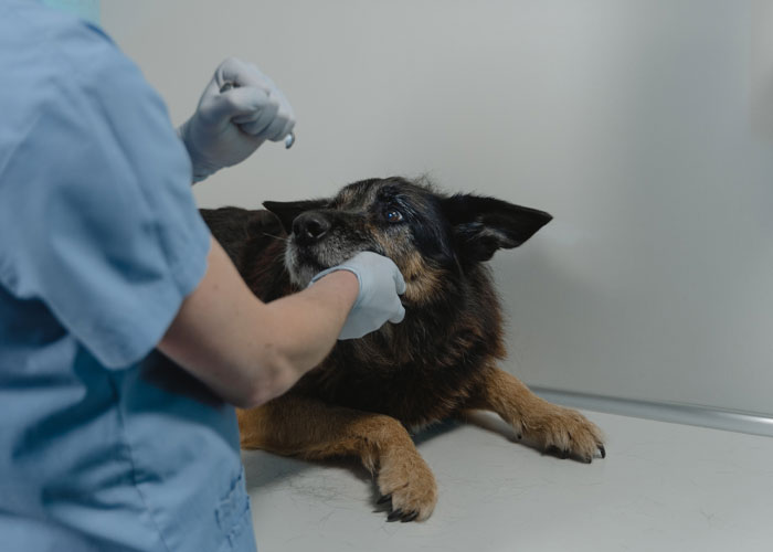 Homophobic Owner Abandons &lsquo;Gay&rsquo; Puppy Who Later Gets Taken In By Gay Couple