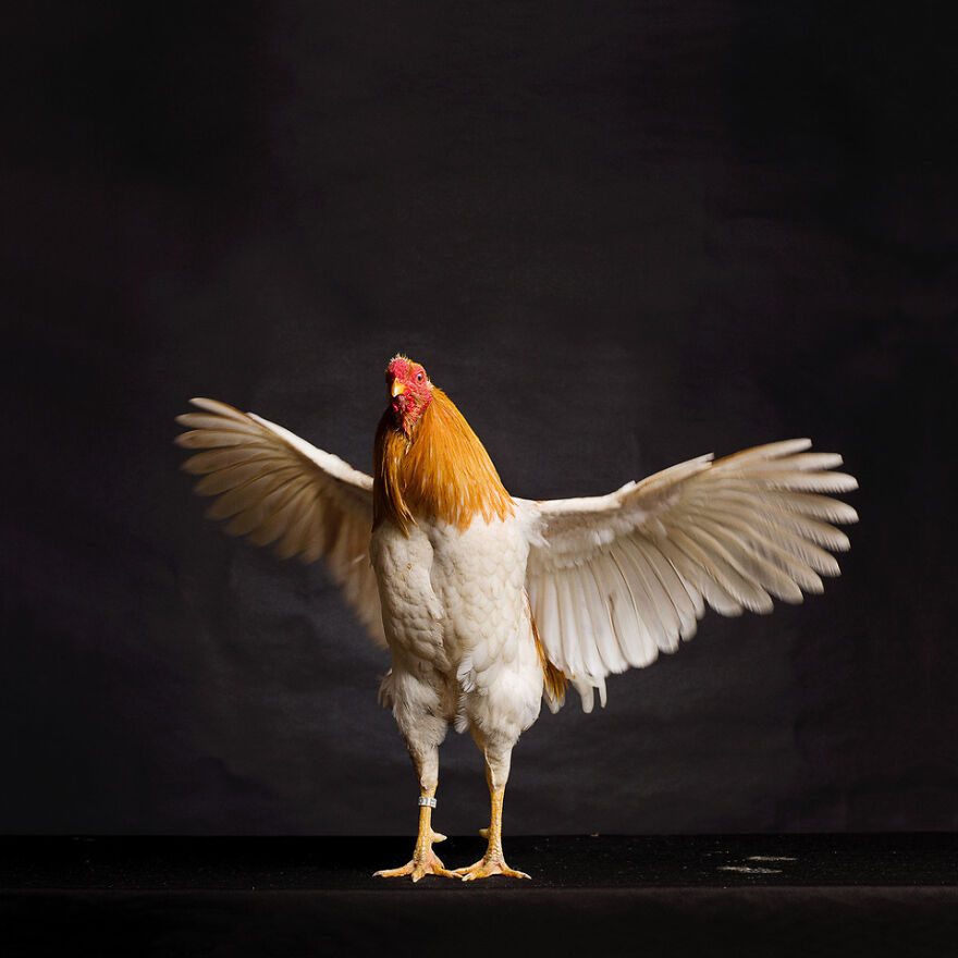 This Photographer Turns Roosters And Hens Into Professional Models (15 Pics)