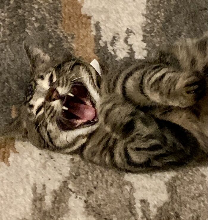 Willow Always Cracks Up At My Jokes!