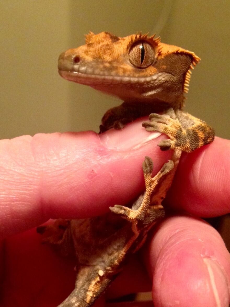 I Usta Pet-Sit This Guy. Mars. He Was So Photogenic!