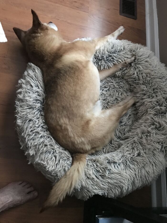 Asleep, But On Alert!♥️😂