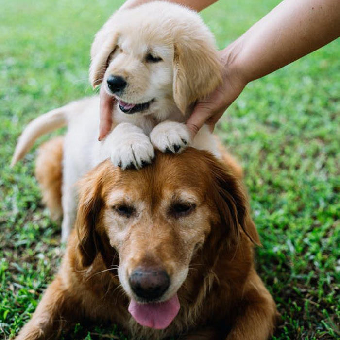 Homophobic Owner Abandons &lsquo;Gay&rsquo; Puppy Who Later Gets Taken In By Gay Couple