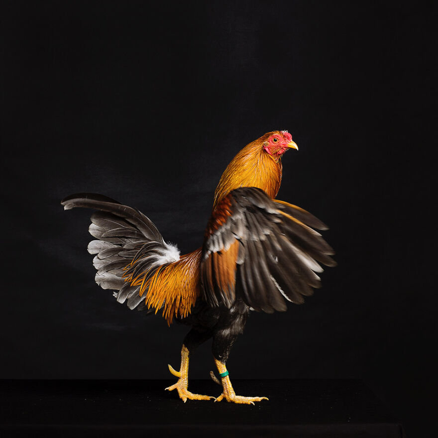 This Photographer Turns Roosters And Hens Into Professional Models (15 Pics)