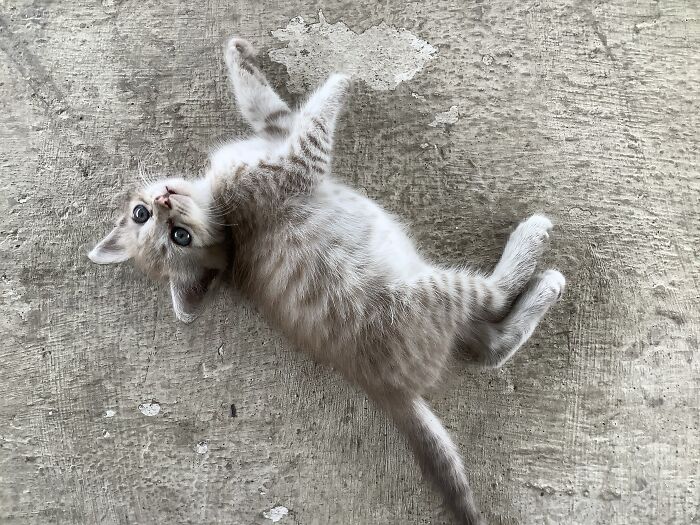 These Are The Times I Really Want To Rub His Tummy But Refrain From Doing So 