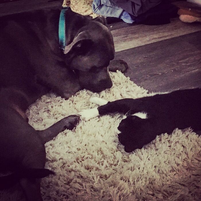 Not Especially Silly But My Cat Is Comforting My Big Pit During A Thunderstorm 😍