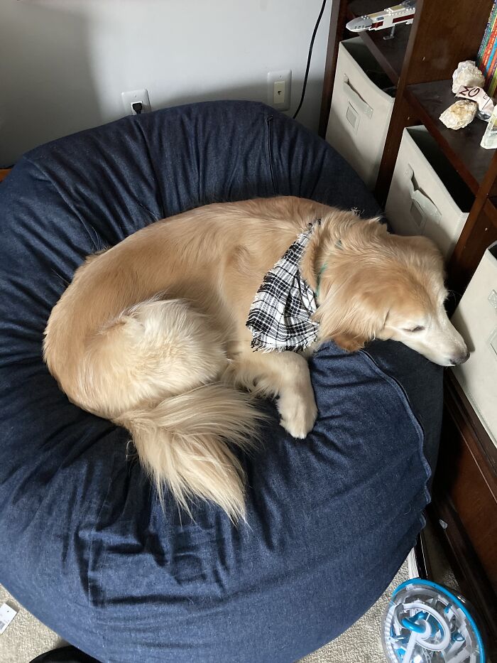 My Beanbag With My Dog, Who Is Currently On It