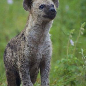 phoenixisraela avatar