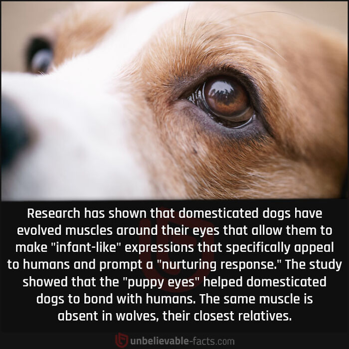 Interesting-Unbelievable-Facts