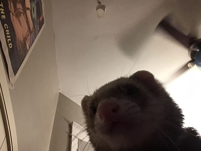 My Ferret