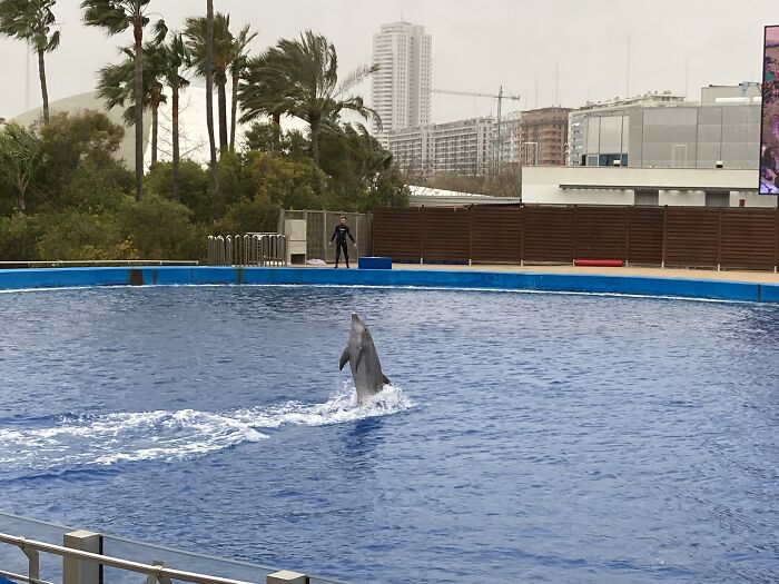 Dolphin Swimming Standing Up