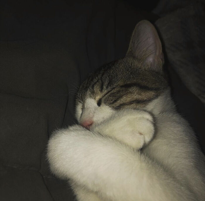 Vampire Kitty Must Not Be Disturbed!