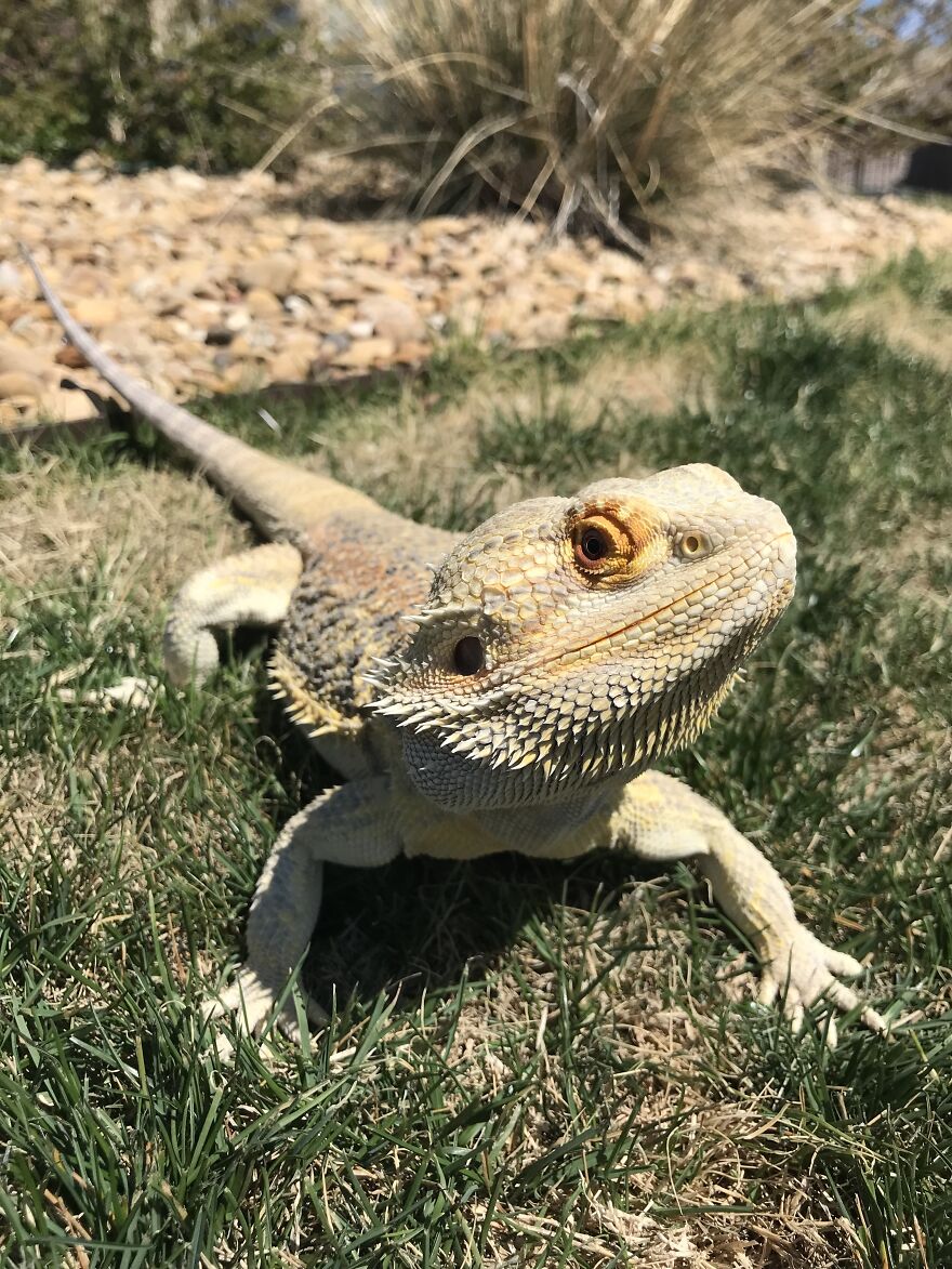 Another Rex, Too Warm For His Jacket