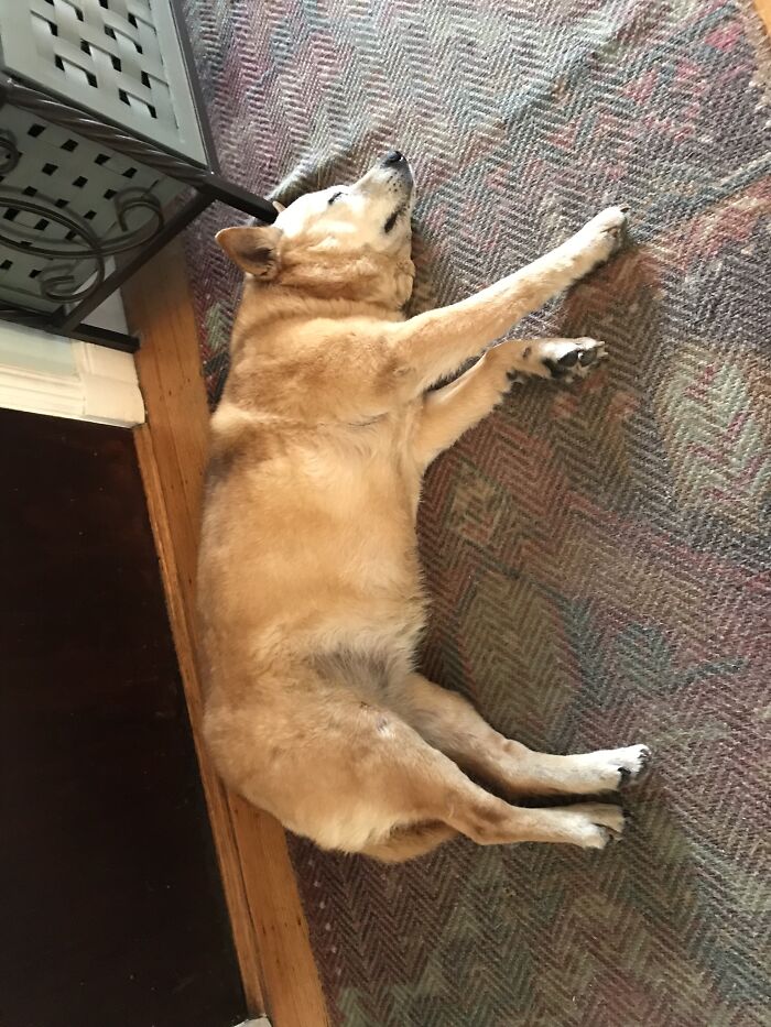 Guarding The Door—and Catching A Few Winks!