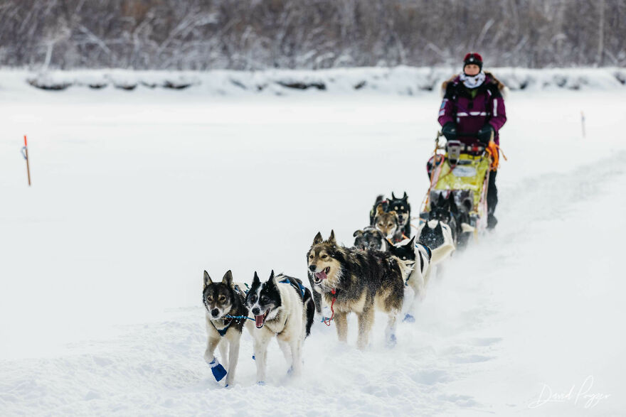 Here Are Some Photos Showing Happy Doggos And Mushers At This Year's Iditarod (12 Pics)
