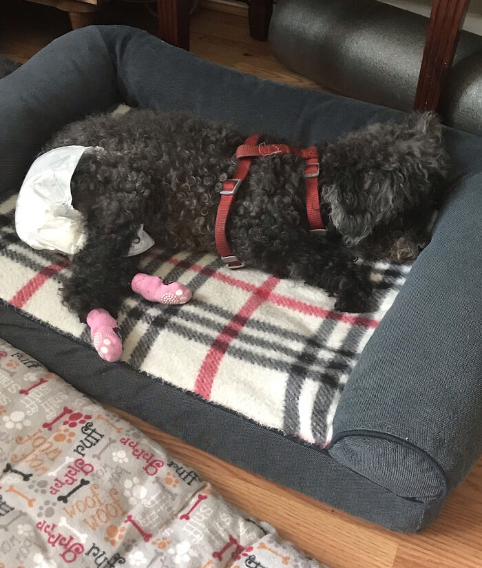 Wendy, My Beautiful Girl With Her Go Fasters And Diaper. I Lost Her In August And Still Miss Her Terribly