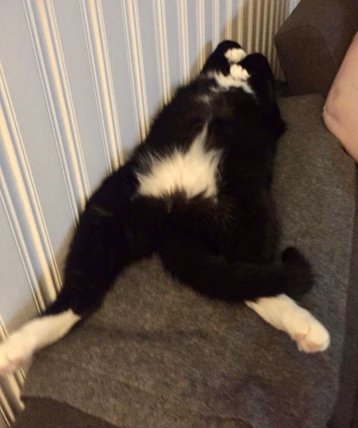 He Has Napping Skills.