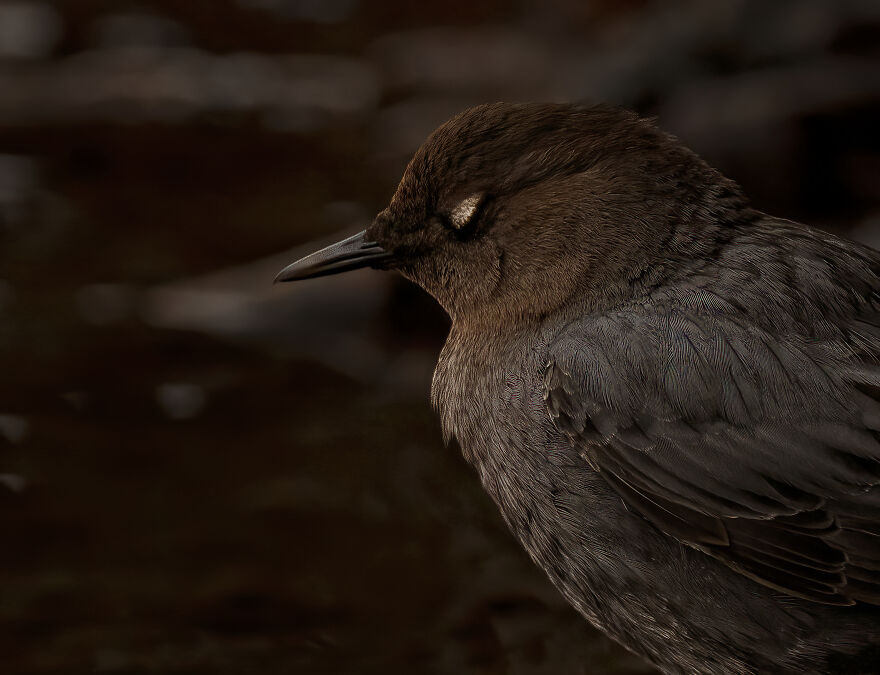 Those Lovely White Eyelid Feathers- Aren't They Magnificent?