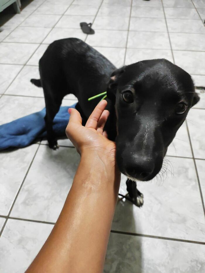 Home Camera Caught This Owner And Dog's Adorable Nighttime Routine, And The Video Of It Went Viral