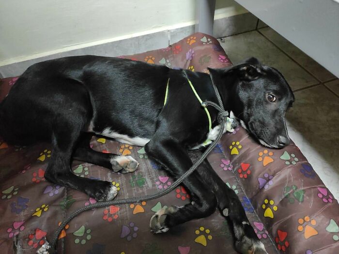 Home Camera Caught This Owner And Dog's Adorable Nighttime Routine, And The Video Of It Went Viral