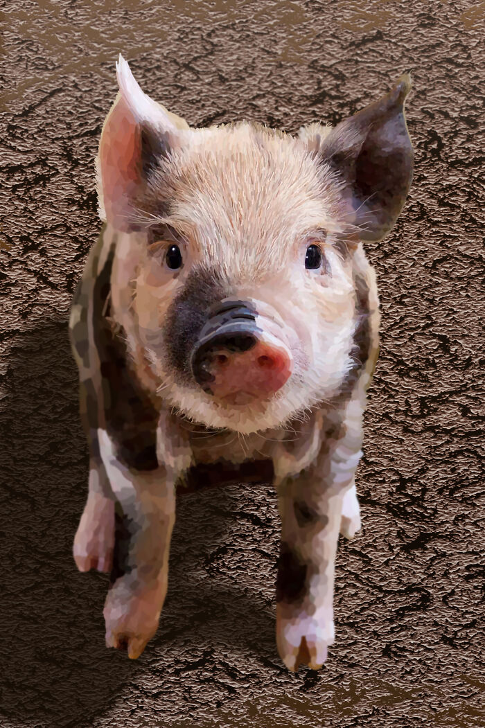 Animals, Wildlife And Nature Illustrations (9 Pics)