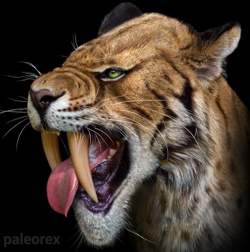 Hyper-realistic illustration of an extinct saber-toothed animal showing detailed fur and large curved teeth in profile.