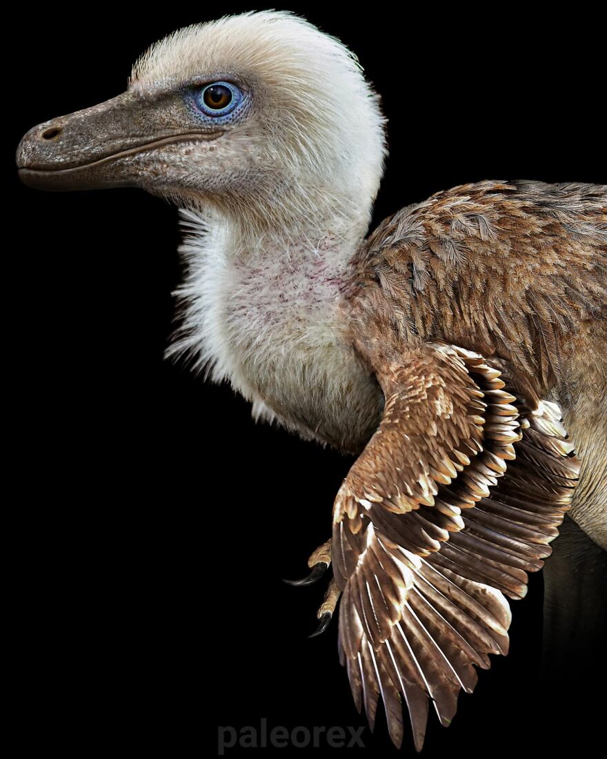Realistic illustration of an extinct animal with detailed feathers showing how extinct animals might’ve looked.