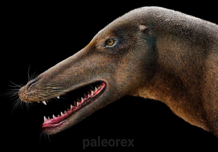 Ambulocetus