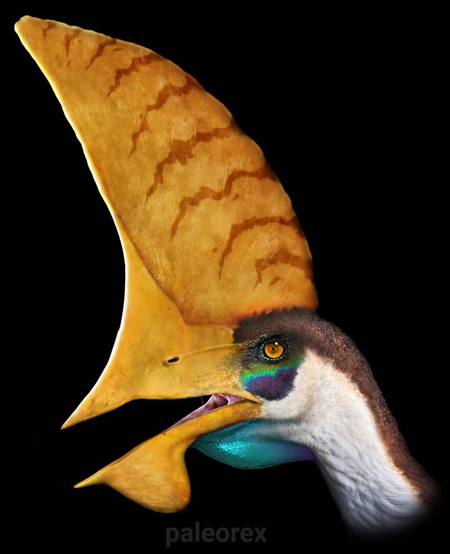 Illustration of an extinct animal showing how it might’ve looked in real life with detailed head crest and vibrant colors.