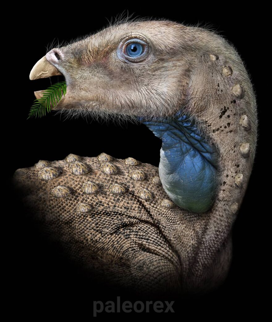 Realistic illustration of an extinct animal showing detailed skin texture and feathers eating a leaf on a black background.