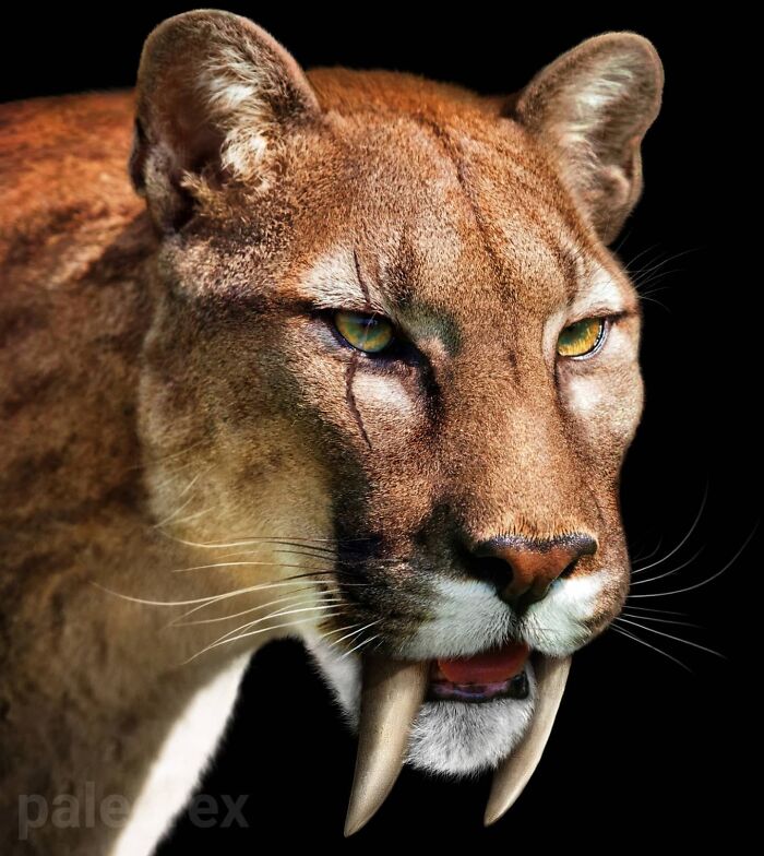 Smilodon