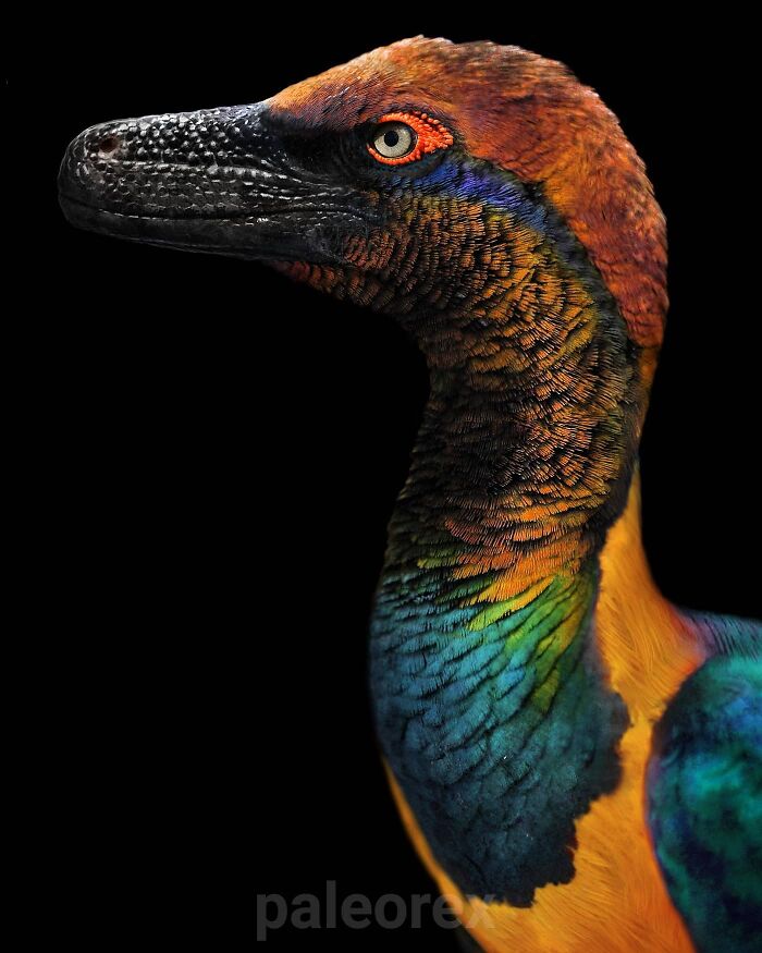 Bambiraptor