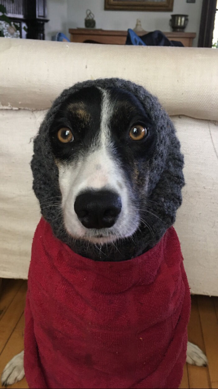 My Dog Hadley, Wearing A Hat An Apparently) A Tea Towel, And The Matching Painting My Daughter Did For Me.❤️