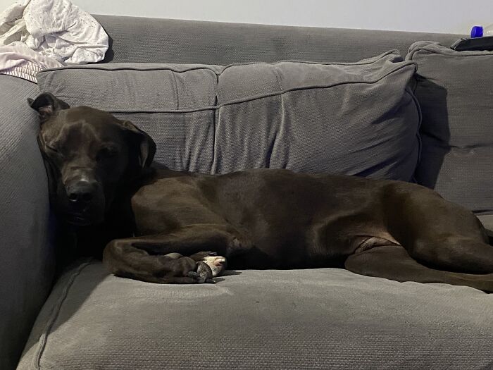 I Guess He Finds It Comfortable!