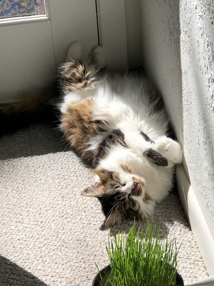 Peaceful In The Sunshine