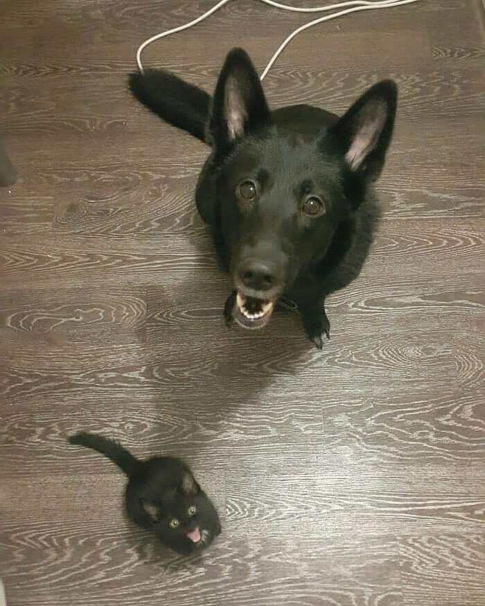 Funny-Nonsense-Animal-Images