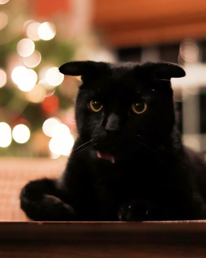 This Cat Has Shrek’s Ears